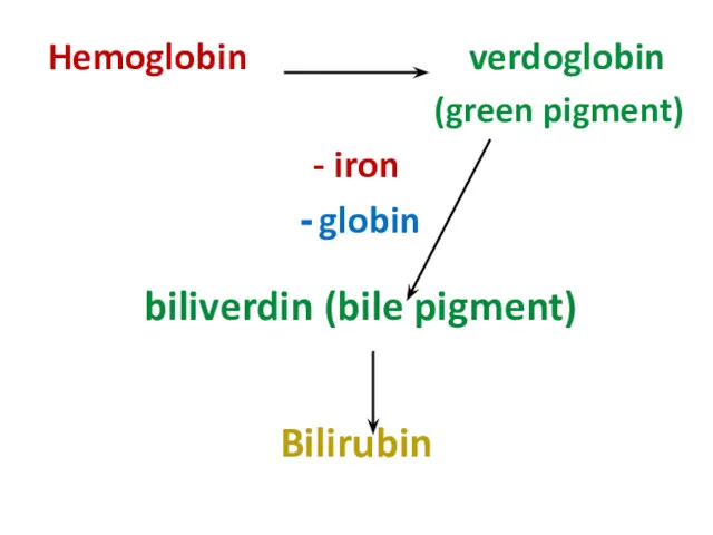 Hemoglobin verdoglobin (green pigment) - iron globin biliverdin (bile pigment) Bilirubin