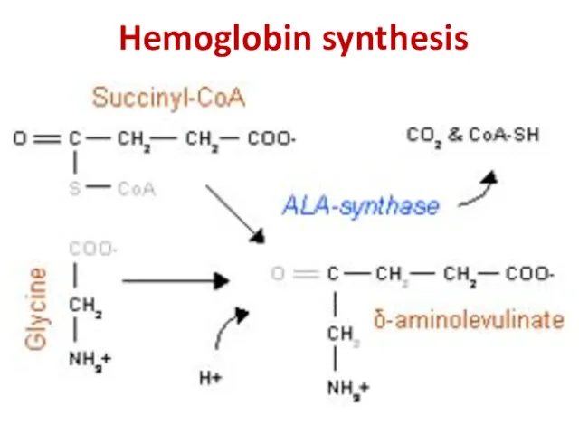 Hemoglobin synthesis