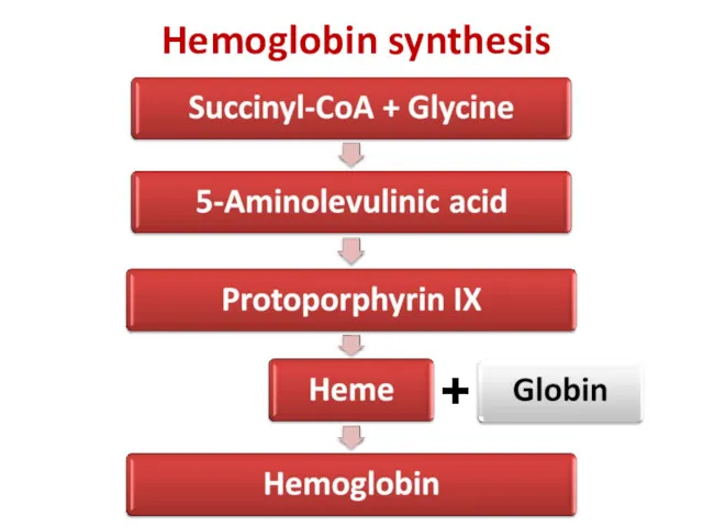 Hemoglobin synthesis +