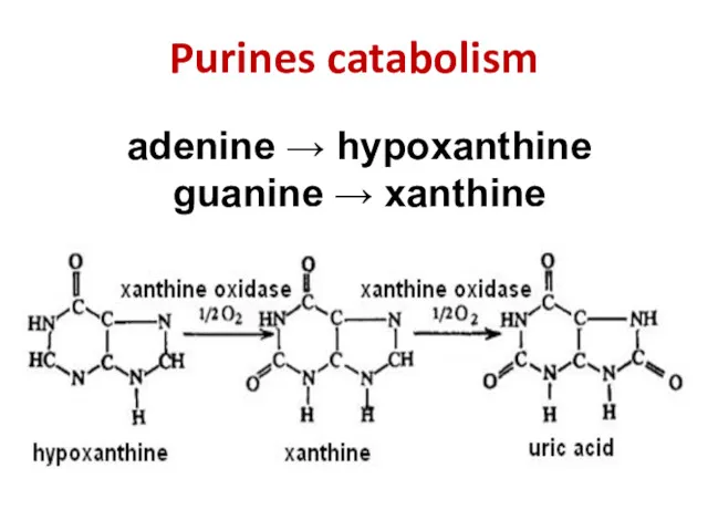 adenine → hypoxanthine guanine → xanthine Purines catabolism