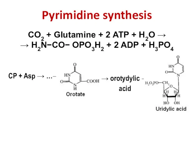 CO2 + Glutamine + 2 ATP + H2O → →