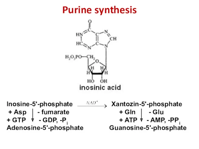 Purine synthesis Inosine-5'-phosphate Xantozin-5'-phosphate + Asp - fumarate + Gln