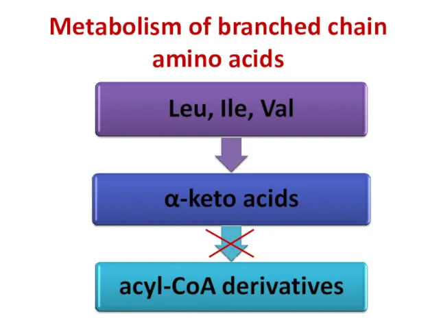Metabolism of branched chain amino acids
