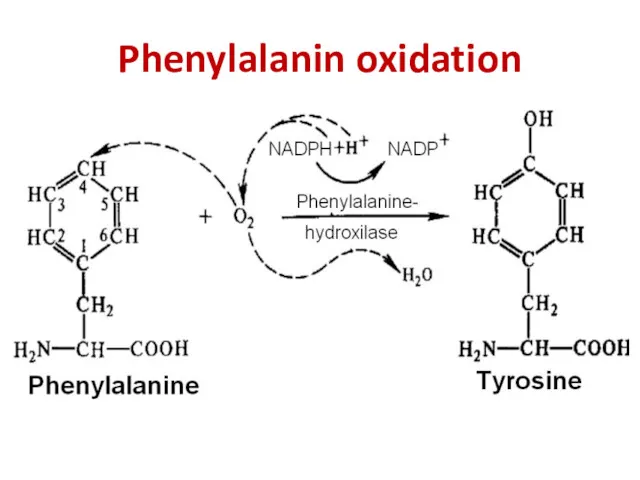 Phenylalanin oxidation