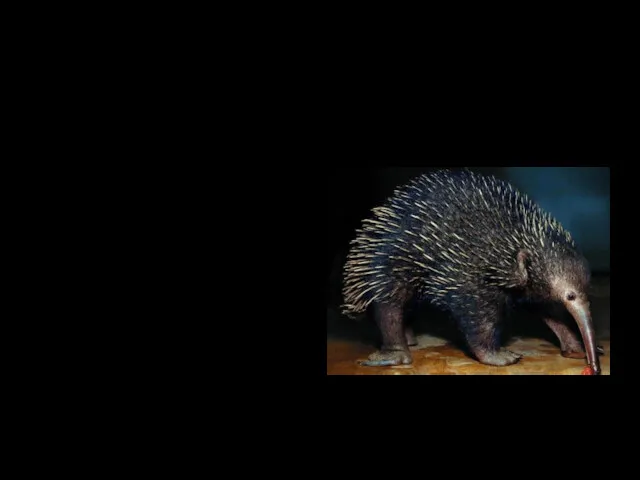 Long-beacked echinda Weight of long-beacked echidna is 10 kg. Length