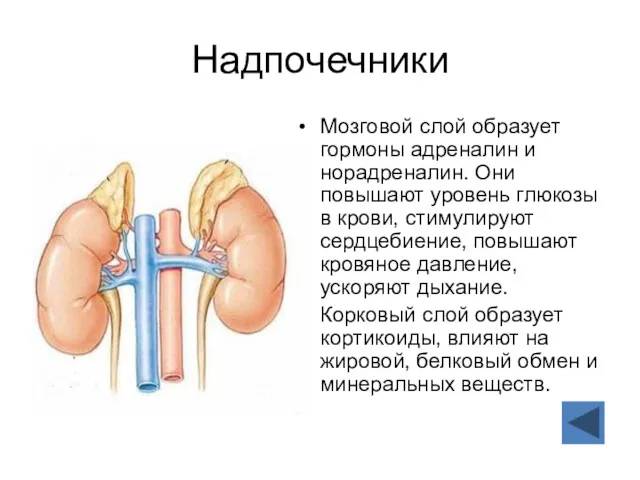 Надпочечники Мозговой слой образует гормоны адреналин и норадреналин. Они повышают