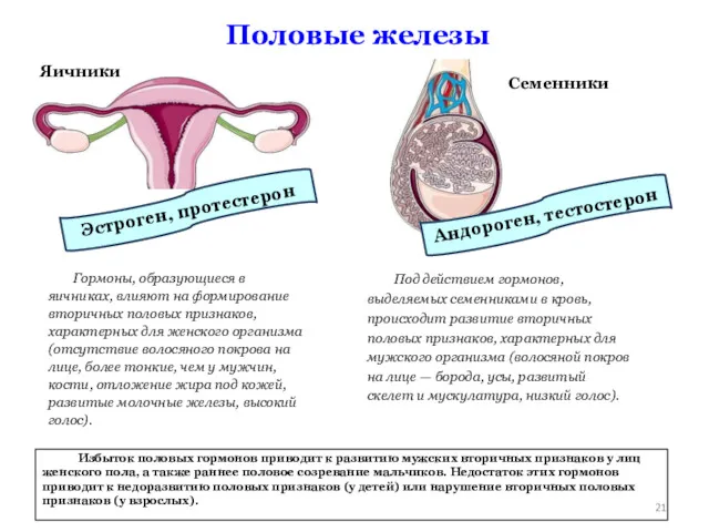 Половые железы Яичники Гормоны, образующиеся в яичниках, влияют на формирование