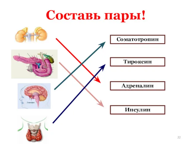 Составь пары! Соматотропин Тироксин Адреналин Инсулин