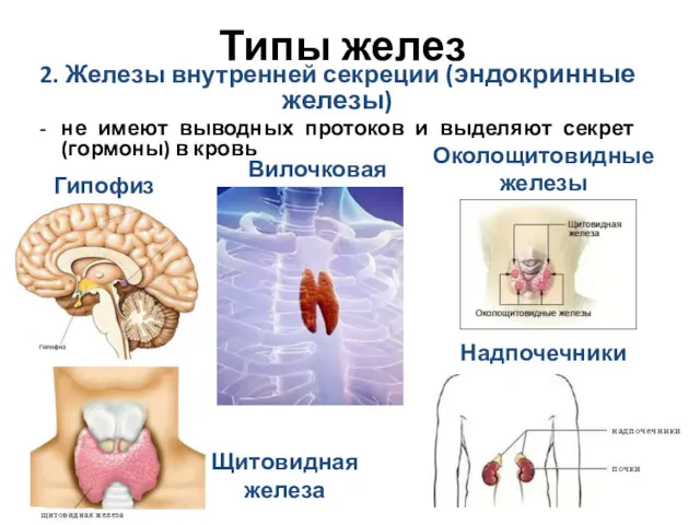 Типы желез 2. Железы внутренней секреции (эндокринные железы) не имеют