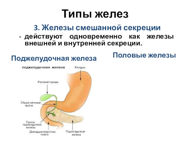 Типы желез 3. Железы смешанной секреции действуют одновременно как железы