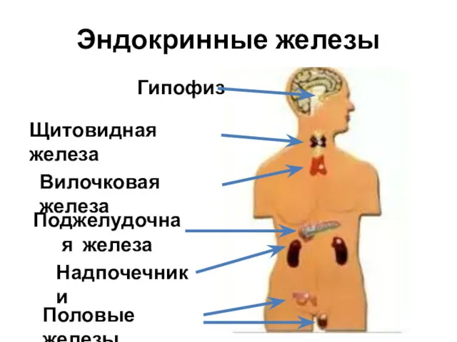 Эндокринные железы Гипофиз Щитовидная железа Вилочковая железа Поджелудочная железа Надпочечники Половые железы