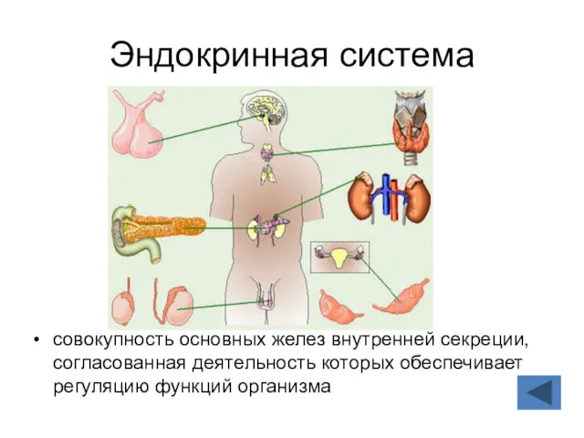 Эндокринная система совокупность основных желез внутренней секреции, согласованная деятельность которых обеспечивает регуляцию функций организма