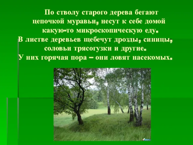 По стволу старого дерева бегают цепочкой муравьи, несут к себе