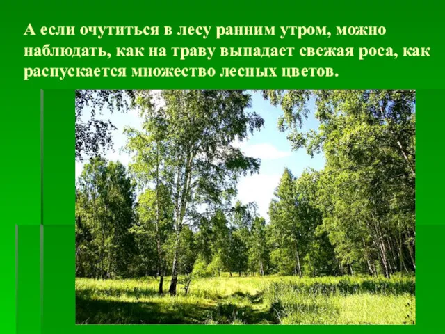 А если очутиться в лесу ранним утром, можно наблюдать, как