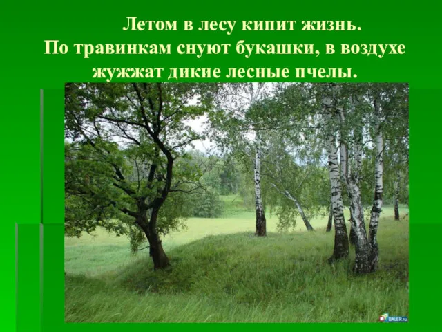 Летом в лесу кипит жизнь. По травинкам снуют букашки, в воздухе жужжат дикие лесные пчелы.