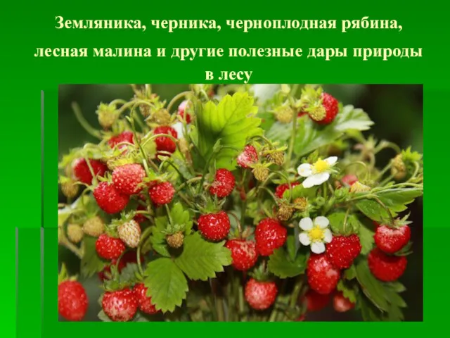 Земляника, черника, черноплодная рябина, лесная малина и другие полезные дары природы в лесу