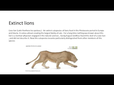 Extinct lions Cave lion (Latin Panthera leo spelaea.) - An extinct subspecies of