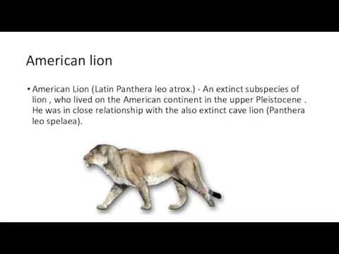 American lion American Lion (Latin Panthera leo atrox.) - An extinct subspecies of