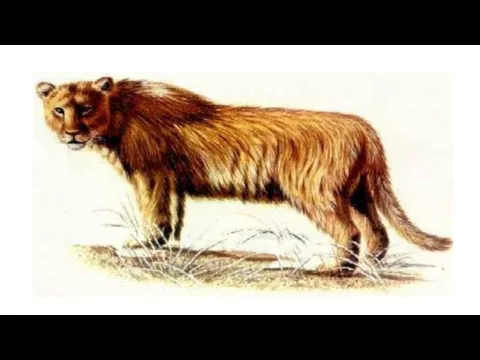European lion European lion (Latin Panthera leo europaea.) - An extinct subspecies of