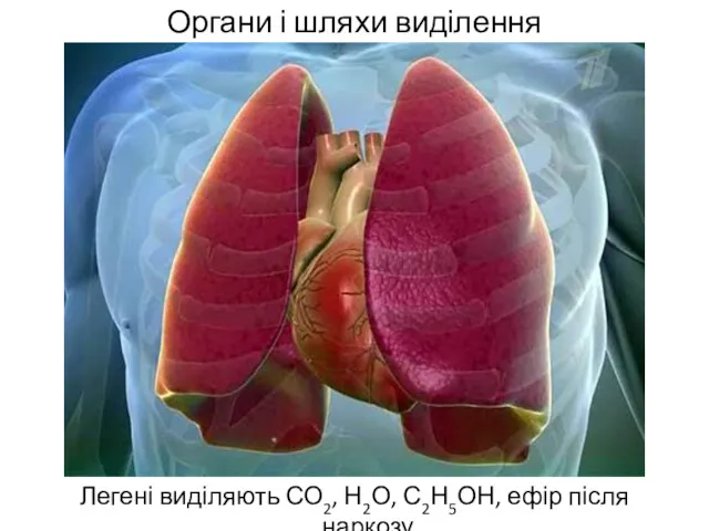 Органи і шляхи виділення Легені виділяють СО2, Н2О, С2Н5ОН, ефір після наркозу