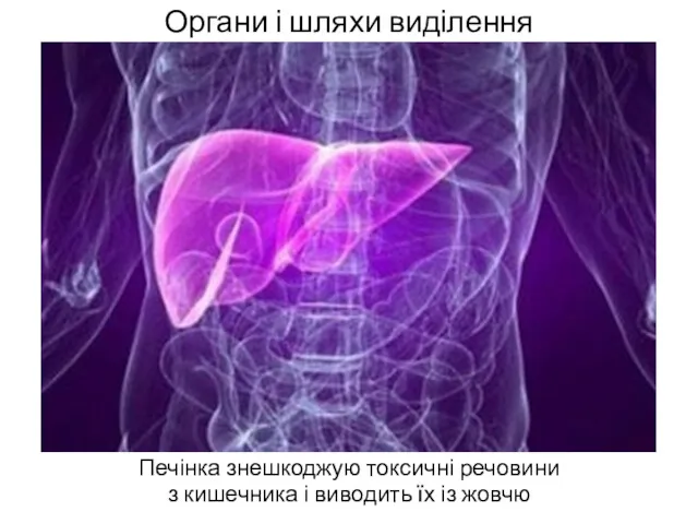 Органи і шляхи виділення Печінка знешкоджую токсичні речовини з кишечника і виводить їх із жовчю