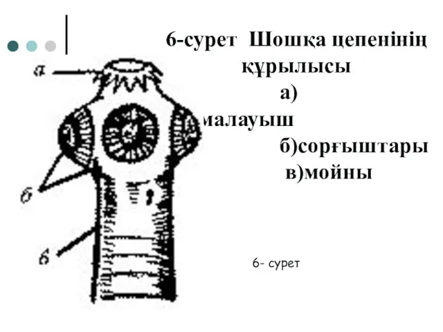 6-сурет Шошқа цепенінің құрылысы а)қармалауыш б)сорғыштары в)мойны 6- сурет