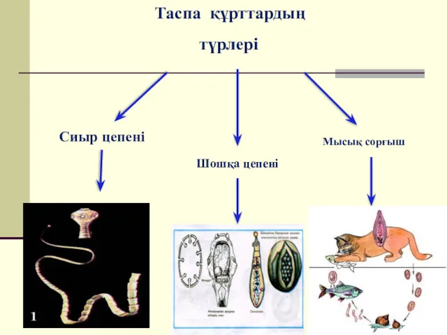 Таспа құрттардың түрлері Сиыр цепені Шошқа цепені Мысық сорғыш