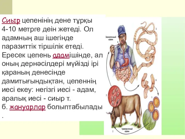 Сиыр цепенінің дене тұрқы 4-10 метрге деін жетеді. Ол адамның