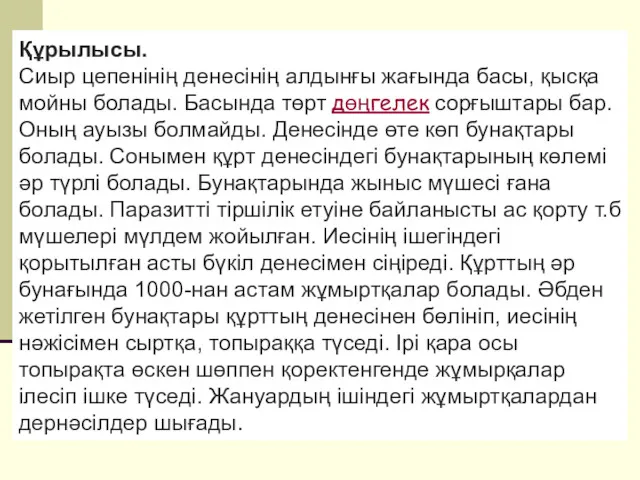 Құрылысы. Сиыр цепенінің денесінің алдынғы жағында басы, қысқа мойны болады.