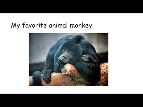 My favorite animal monkey
