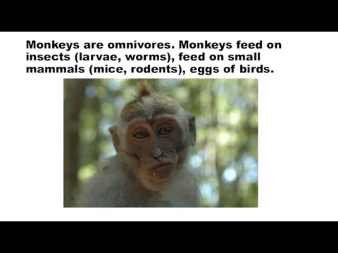 Monkeys are omnivores. Monkeys feed on insects (larvae, worms), feed