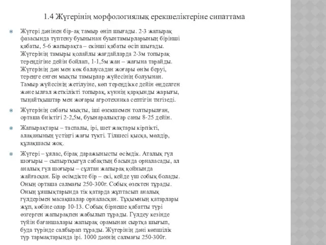 1.4 Жүгерінің морфологиялық ерекшеліктеріне сипаттама Жүгері дәнінен бір-ақ тамыр өніп шығады. 2-3 жапырақ