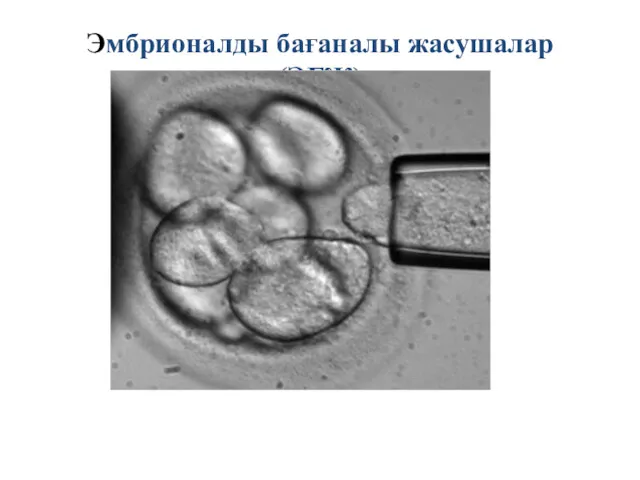 Эмбрионалды бағаналы жасушалар (ЭБЖ)