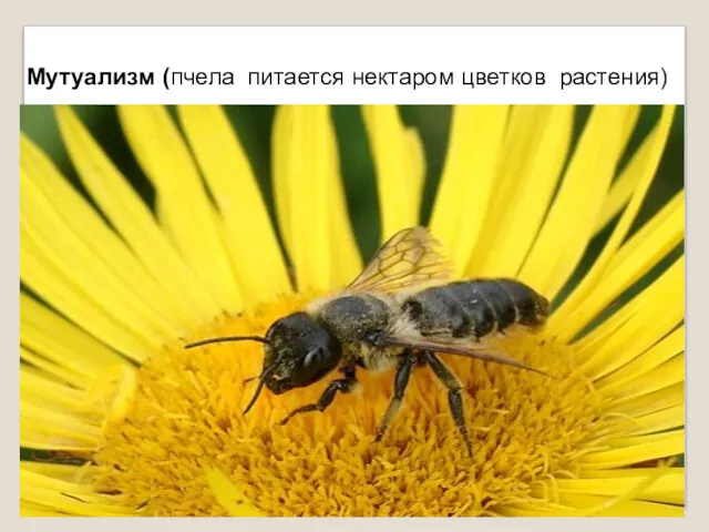 Мутуализм (пчела питается нектаром цветков растения)