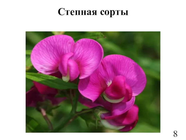 Степная сорты