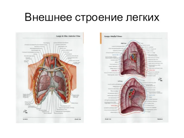 Внешнее строение легких