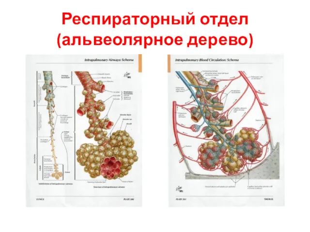 Респираторный отдел (альвеолярное дерево)