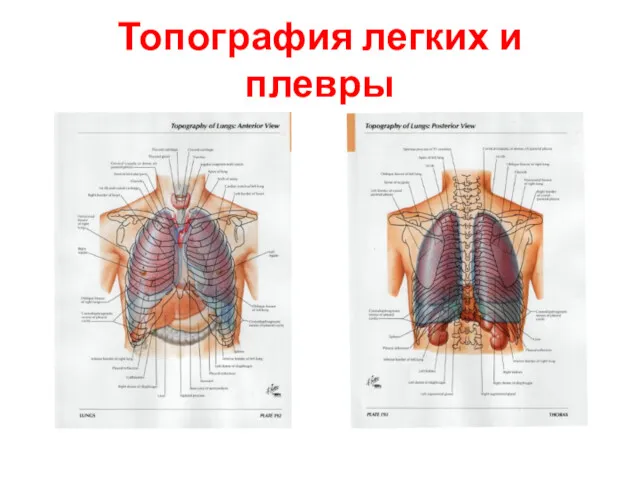 Топография легких и плевры