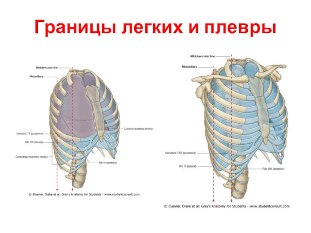 Границы легких и плевры