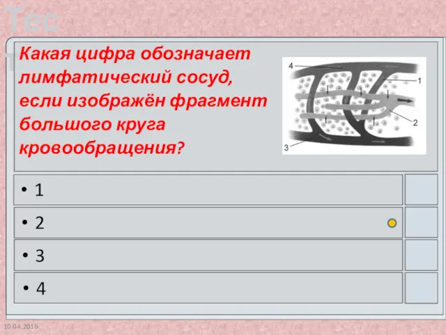 10.04.2016 Какая цифра обозначает лимфатический сосуд, если изображён фрагмент большого круга кровообращения? 1 2 3 4