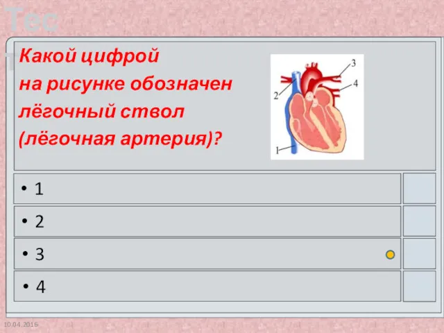 10.04.2016 Какой цифрой на рисунке обозначен лёгочный ствол (лёгочная артерия)? 1 2 3 4