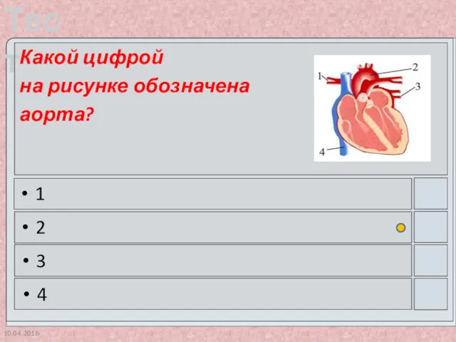 10.04.2016 Какой цифрой на рисунке обозначена аорта? 1 2 3 4