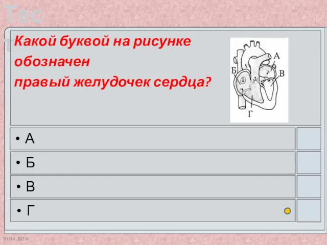 10.04.2016 Какой буквой на рисунке обозначен правый желудочек сердца? А Б В Г