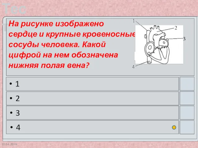 10.04.2016 На рисунке изображено сердце и крупные кровеносные сосуды человека.