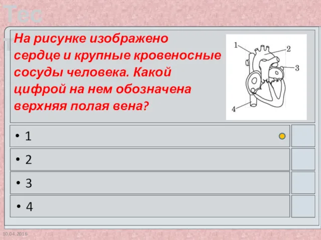 10.04.2016 На рисунке изображено сердце и крупные кровеносные сосуды человека.