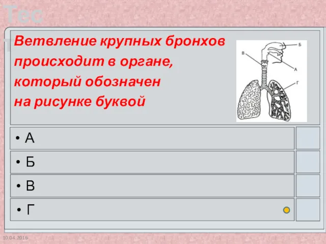 10.04.2016 Ветвление крупных бронхов происходит в органе, который обозначен на рисунке буквой А Б В Г