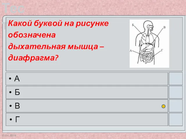 10.04.2016 Какой буквой на рисунке обозначена дыхательная мышца – диафрагма? А Б В Г