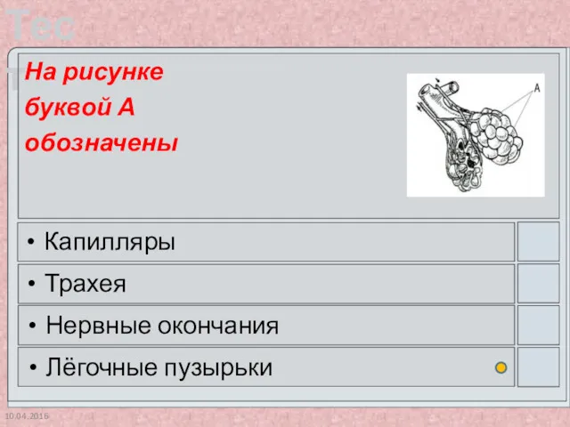 10.04.2016 На рисунке буквой А обозначены Капилляры Трахея Нервные окончания Лёгочные пузырьки