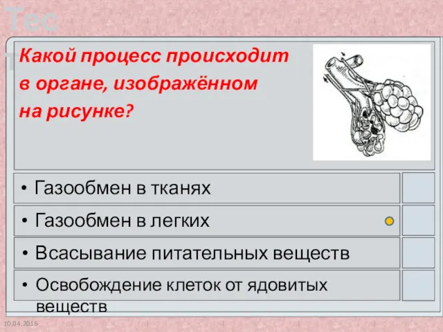 10.04.2016 Какой процесс происходит в органе, изображённом на рисунке? Газообмен