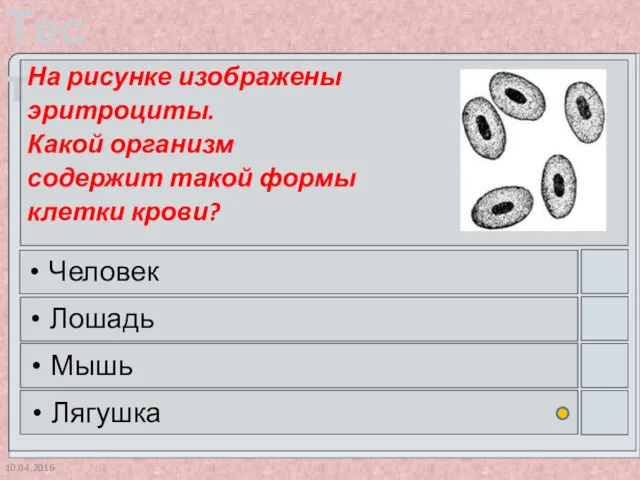 10.04.2016 На рисунке изображены эритроциты. Какой организм содержит такой формы клетки крови? Человек Лошадь Мышь Лягушка